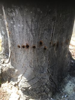 Damage to Hornbeam tree
